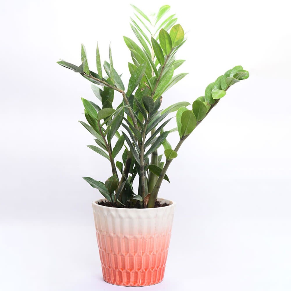 ZZ plant Winni