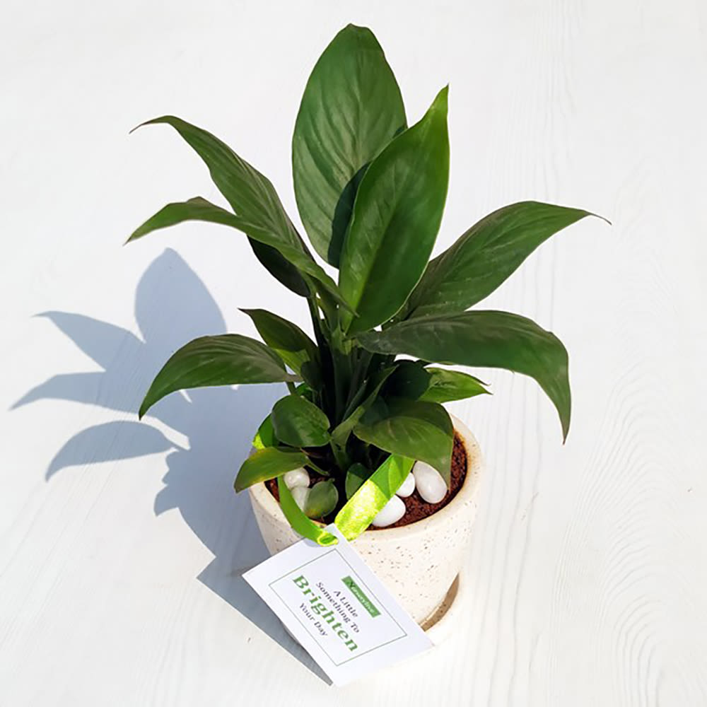 Brighten Your Day With Peace Lily In Ceramic Pot Winni In