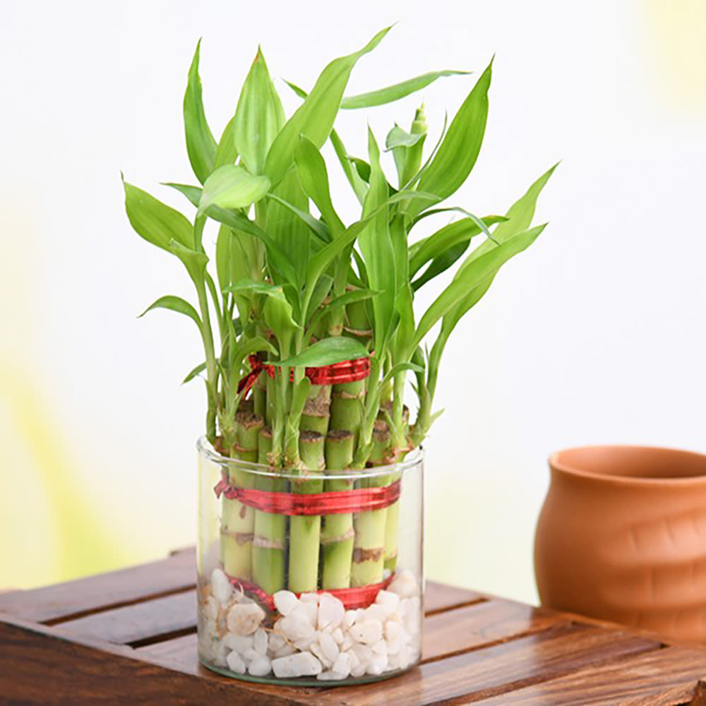 2 Layer Lucky Bamboo Plant in a Glass Vase | Wild Roots