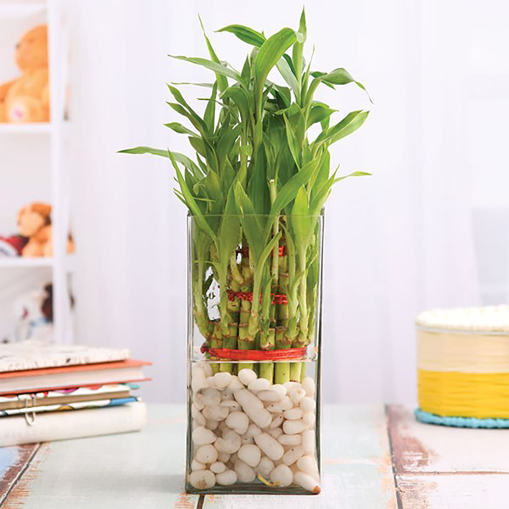 Bamboo in a Glass Vase with Pebbles Winni