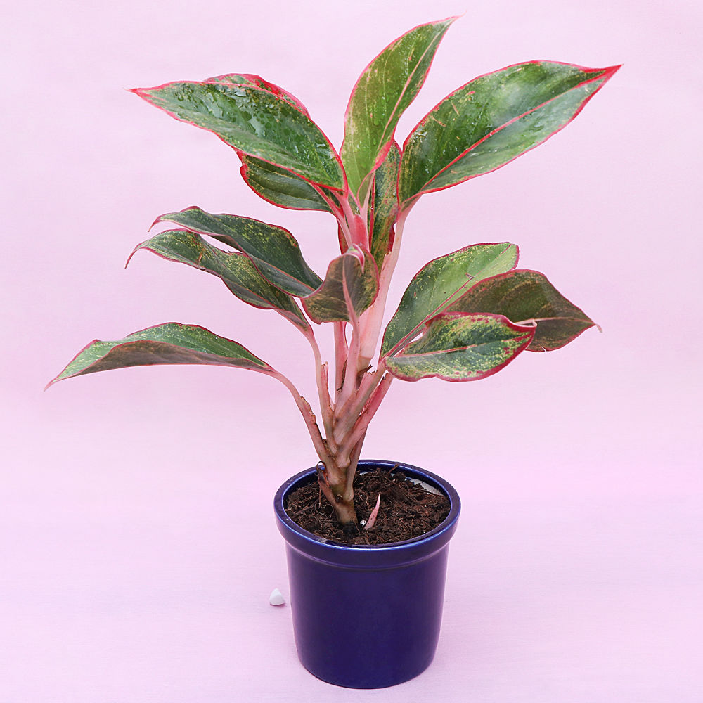 Potted Aglaonema  lipstick  Plant Winni