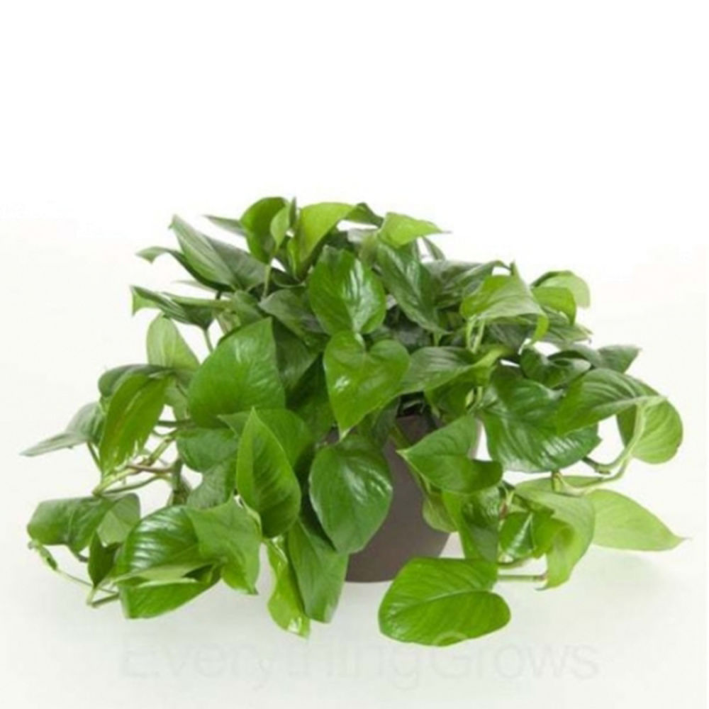 Jade Pothos Plant Winni