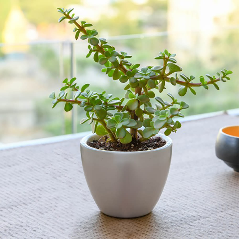 Spread Luck and Happiness with Jade plant