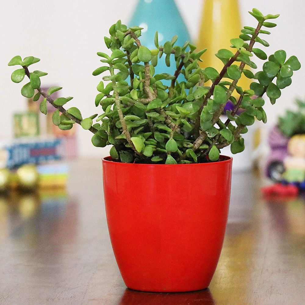 Jade Plant In Red Pot | Winni