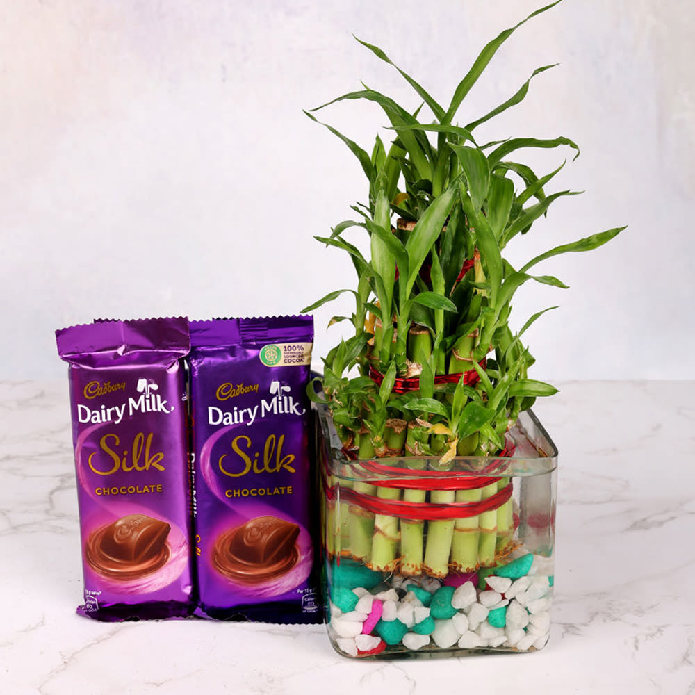 Silk Plant Combo Winni