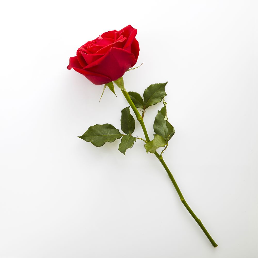 Valentine's Day Single Red Rose – Valentine's Day Gifts, 58% OFF