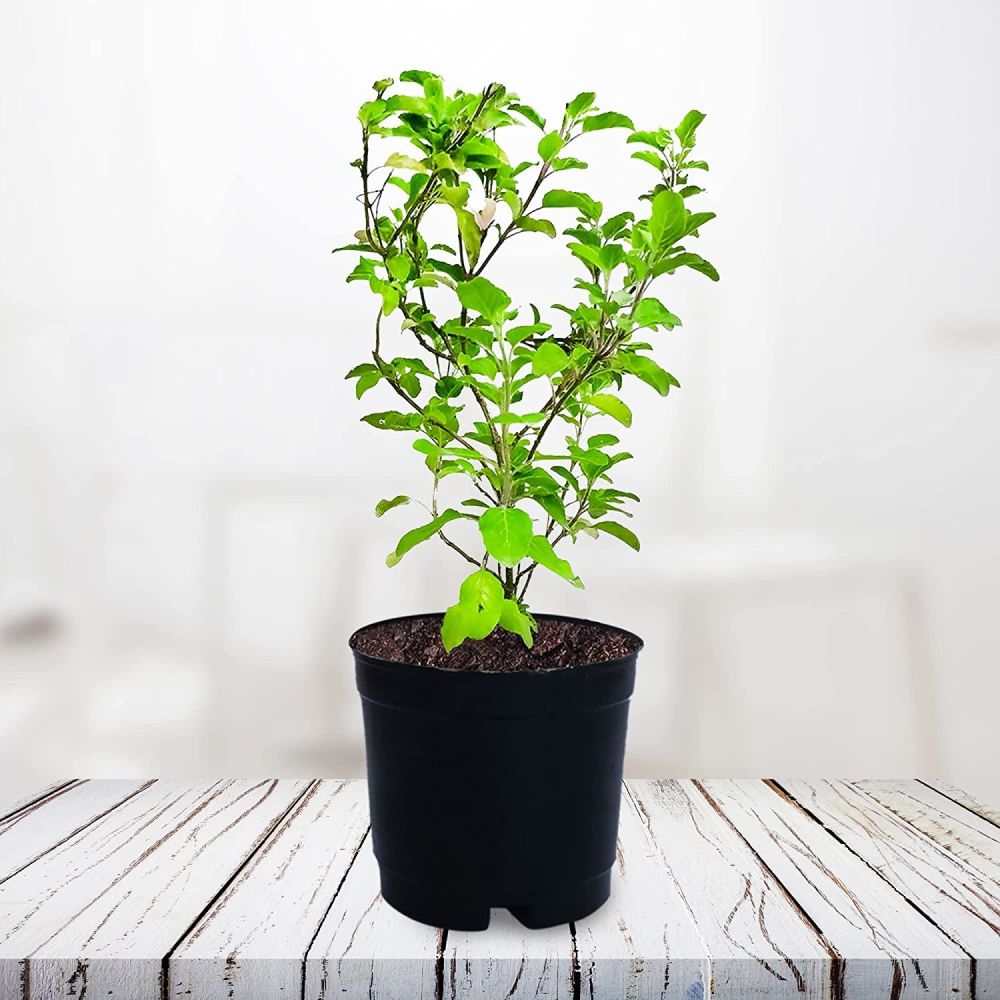 Tulsi Plant | Winni