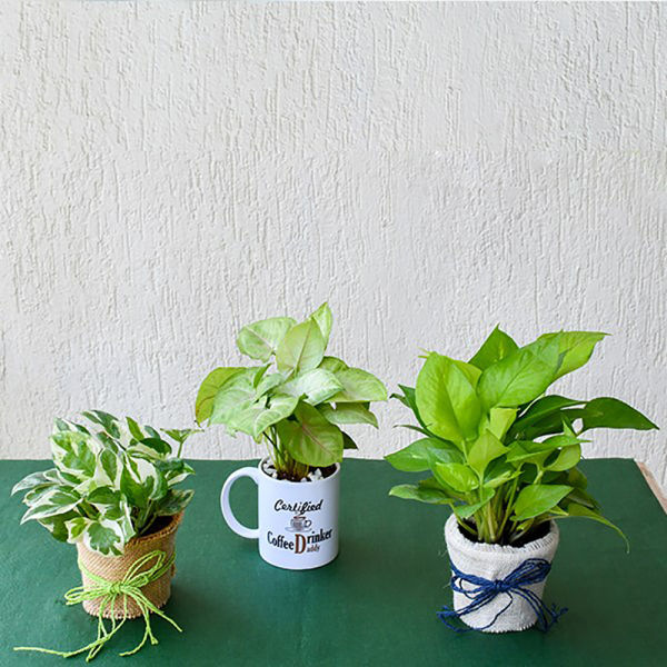 MyOwnGarden Kids Return Gift Live Plant & Paper Bag , For Gifting, Small at  Rs 30/piece in Chennai