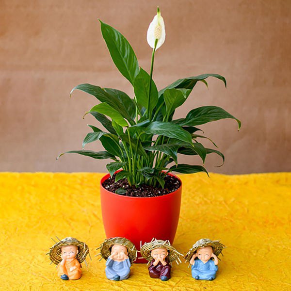 Buy Pleasing Peace Lily with Cute Hay Hat Monks