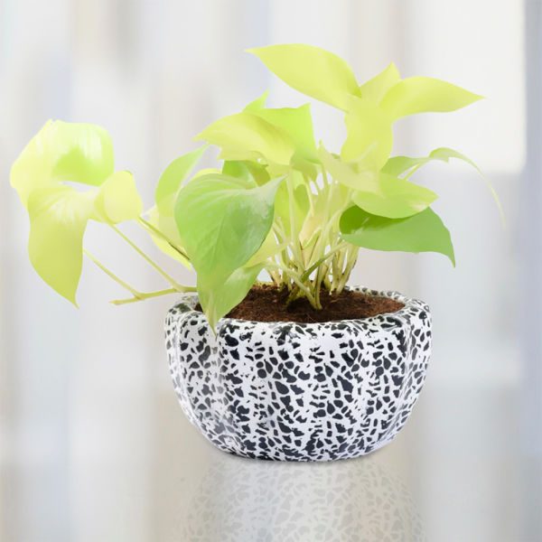 Golden Pothos Winni