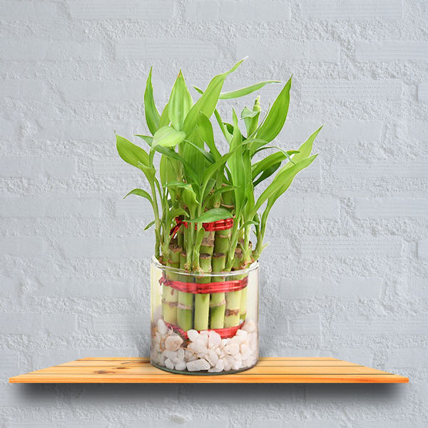 Exclusive Combo of Mainland China Gift E Voucher worth Rs.1000 and Lucky  Bamboo Plant in Bowl to Agra, India