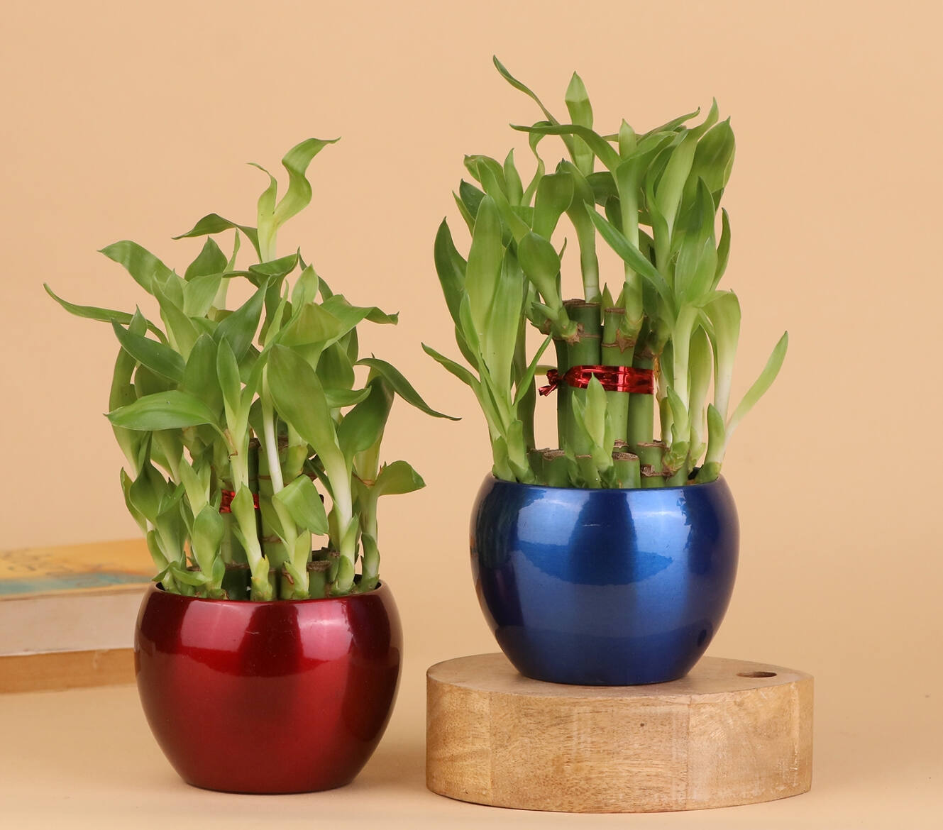 Plants