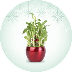 Plants