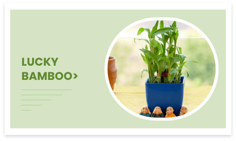 lucky bamboo
