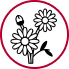 gerberas