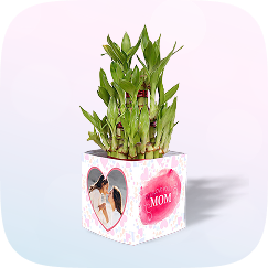 plants