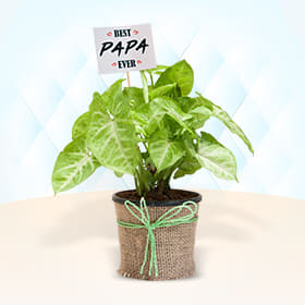 plants