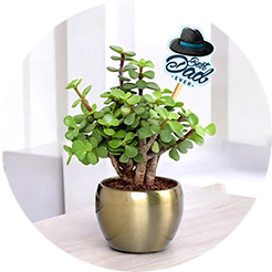 plant-card