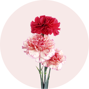 Carnations