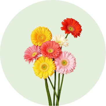 Gerberas