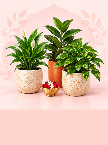 Plants