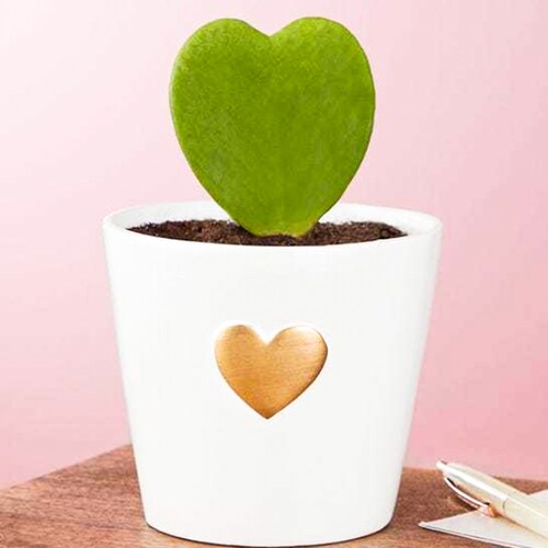 Buy Hearts Succulent