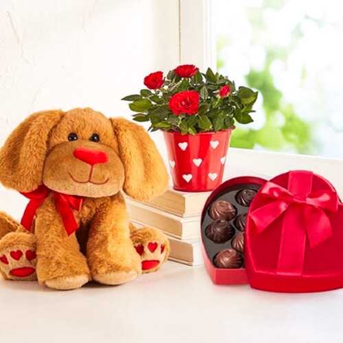 Buy Lovable Pup with Chocolate