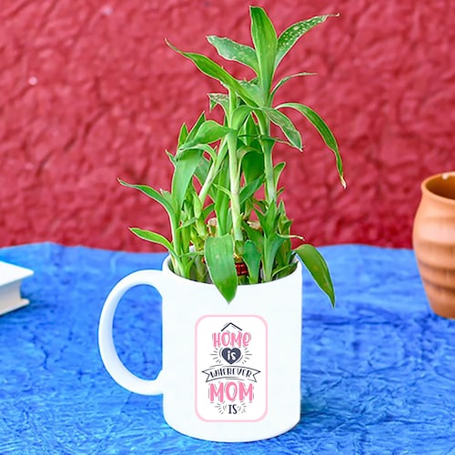 Buy Happy Mothers Day Plant Gift