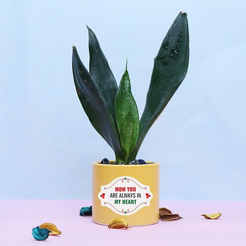 Buy Mothers Day Explosion Plant
