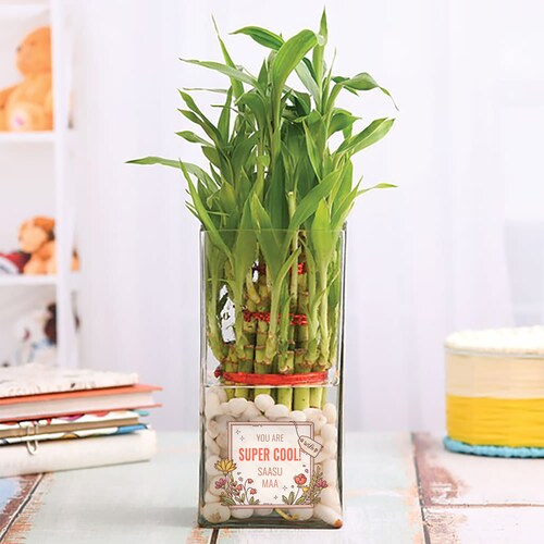 Buy Best Potted Plant For Mom