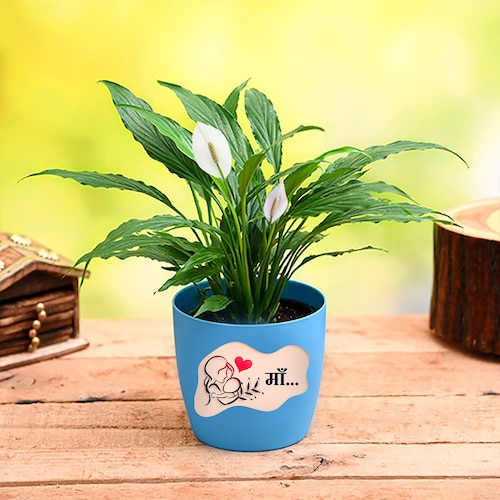 Buy Wow Plant Gift For Mum