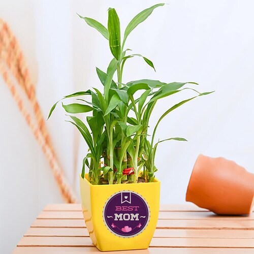 Buy Best Mom Ever Plant Gift