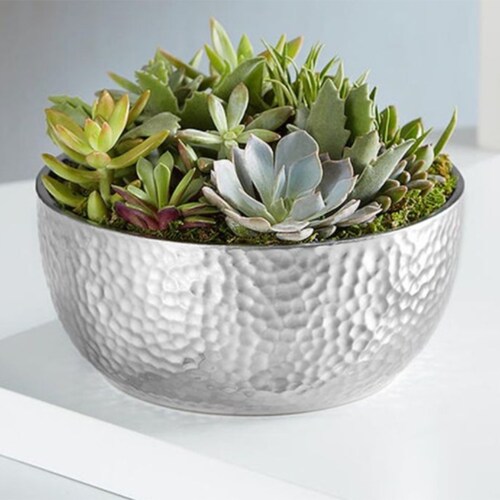 Buy Succulent Affection
