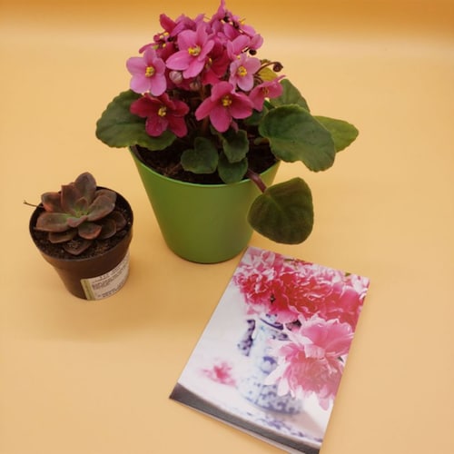 Buy Plant Combo