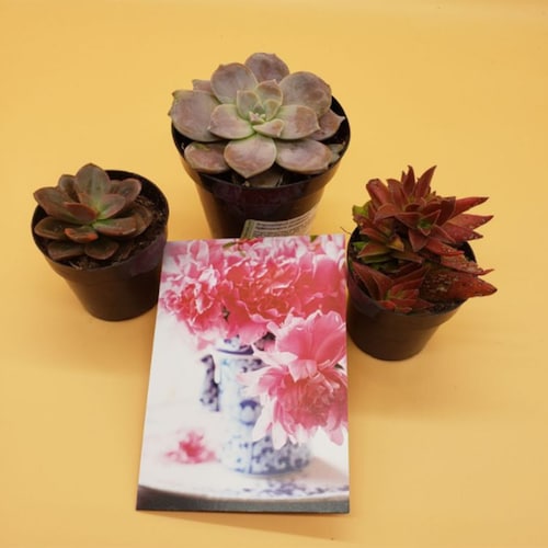 Buy Mesmerizing Plants