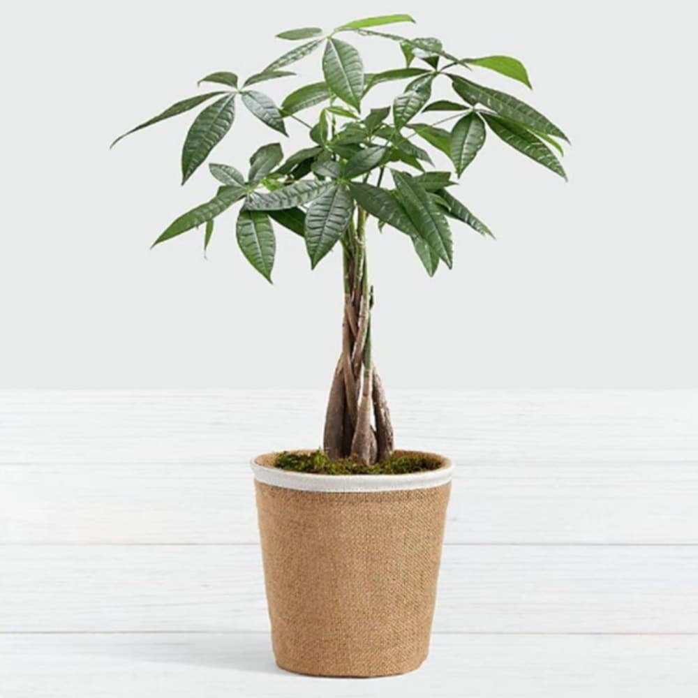 Braided Money Tree | Winni