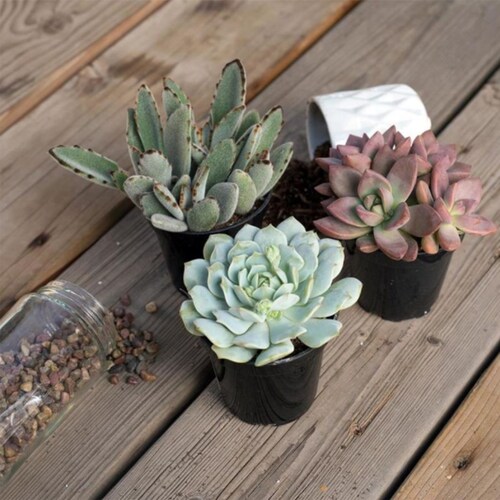 Buy Potted Succulent