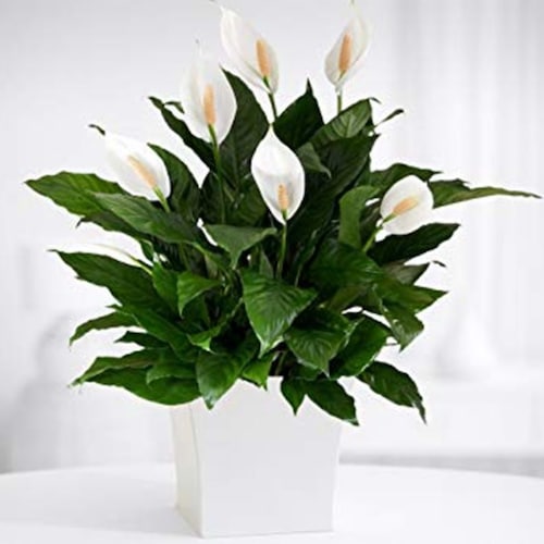Buy White Lily