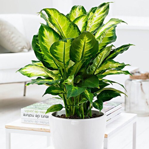 Buy Green Plants