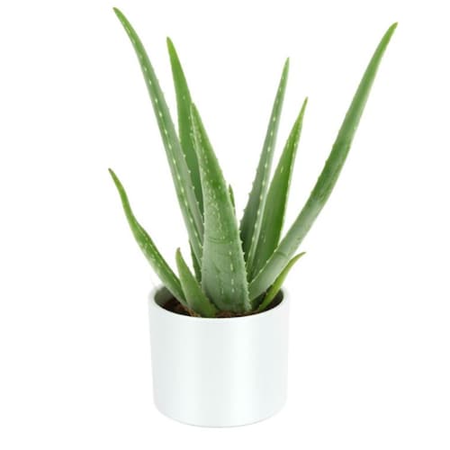 Buy Metallic Potted Aloe Vera