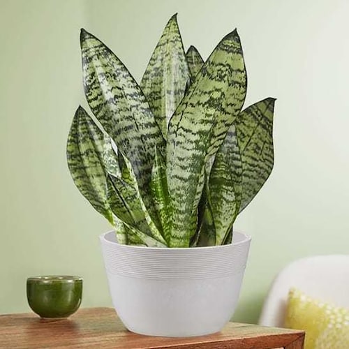 Buy Snake Plant