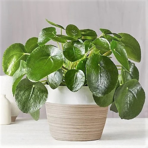 Buy Chinese Money Plant