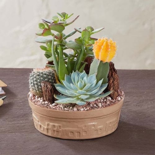 Buy Cactus Dish Garden