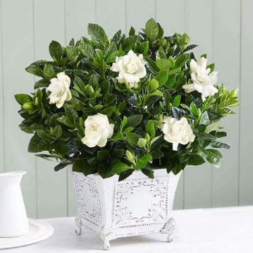 Buy Grand Gardenia