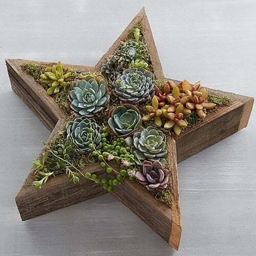 Buy Wood Star Succulent