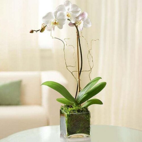 Buy Elegant Orchid