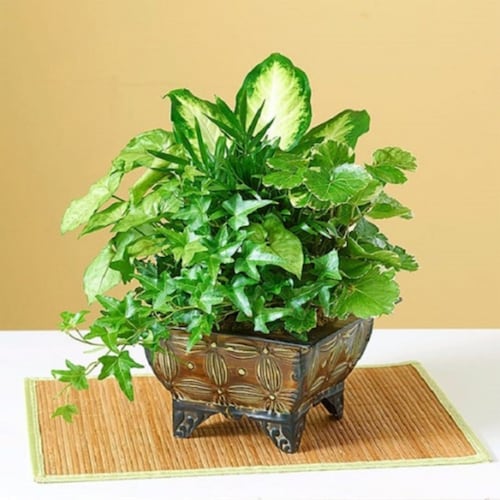 Buy Asian Dish Garden