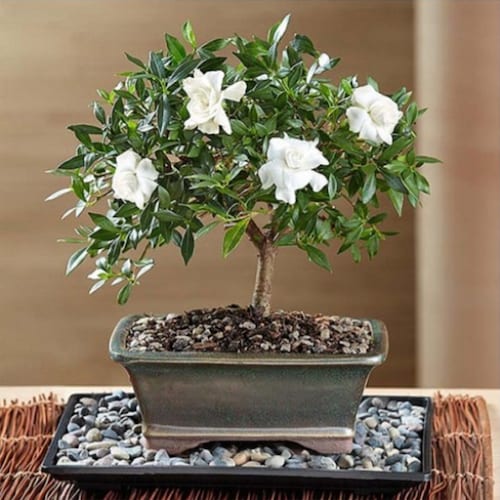 Buy Gardenia Bonsai