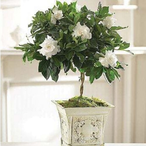 Buy Gardenia Topiary