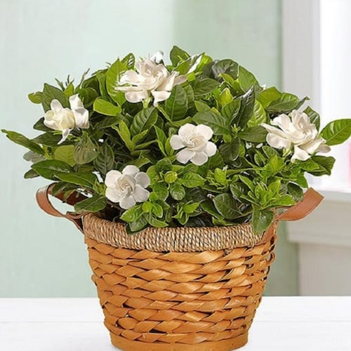 Buy Blooming Gardenia Plant in Basket